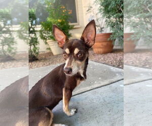 Chihuahua-Unknown Mix Dogs for adoption in Chandler, AZ, USA