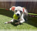 Small #1 Mutt