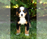 Small Photo #3 Bernese Mountain Dog Puppy For Sale in WOLCOTTVILLE, IN, USA