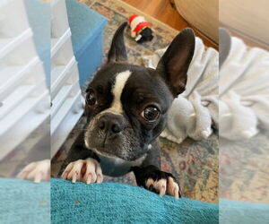 Boston Terrier Dogs for adoption in Indianapolis, IN, USA