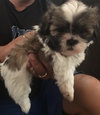 Shih Tzu Puppy for sale in EWA BEACH, HI, USA