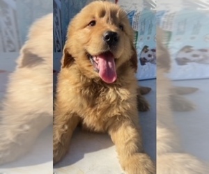 Golden Retriever Puppy for sale in SANTA ANA, CA, USA