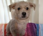 Small Mutt
