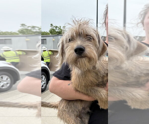Medium Photo #1 Shih Tzu-Unknown Mix Puppy For Sale in Glen Allen, VA, USA