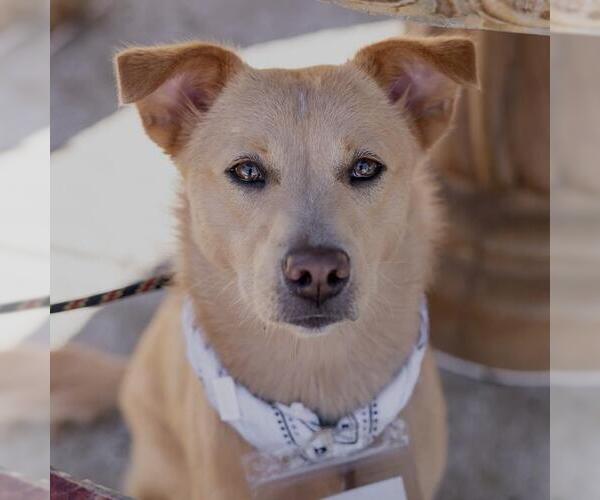 Medium Photo #25 Labrador Retriever-Unknown Mix Puppy For Sale in San Diego, CA, USA