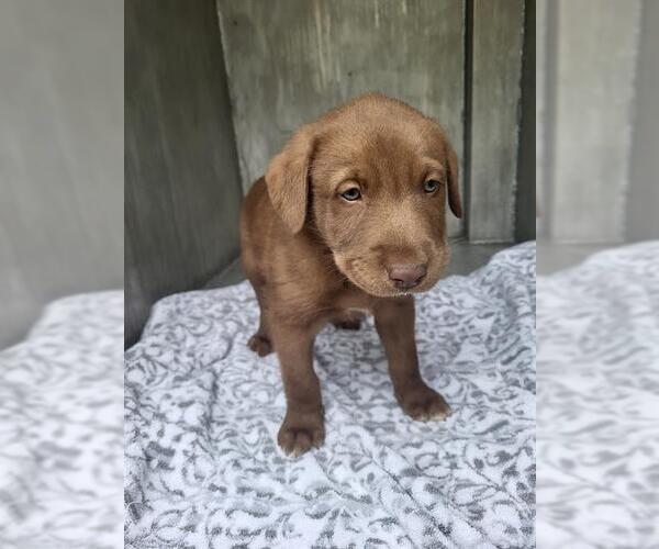 Medium Photo #1 Labrador Retriever-Unknown Mix Puppy For Sale in San Antonio, TX, USA