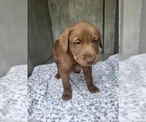 Labrador Retriever-Unknown Mix Dogs for adoption in San Antonio, TX, USA
