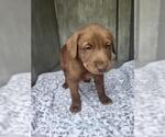 Small Labrador Retriever Mix