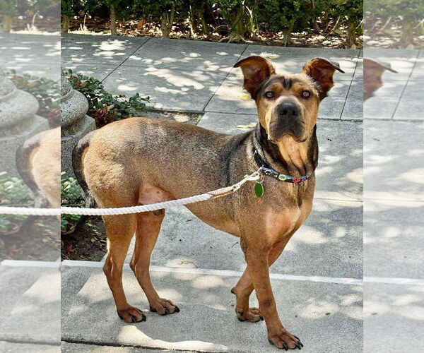 Medium Photo #2 Rhodesian Ridgeback Puppy For Sale in Menifee, CA, USA