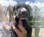 Small #6 Great Dane