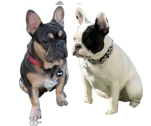 French Bulldog Litter for sale in MEDFORD, OR, USA