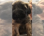 Small Photo #4 Soft Coated Wheaten Terrier Puppy For Sale in ACTON, TX, USA
