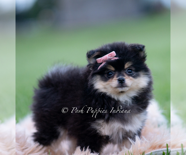 Medium Photo #76 Pomeranian Puppy For Sale in WARSAW, IN, USA
