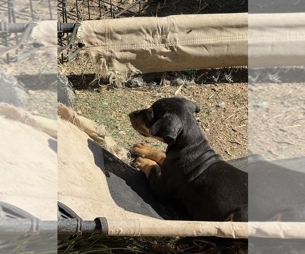 Medium Photo #33 Doberman Pinscher Puppy For Sale in RICHMOND, VA, USA