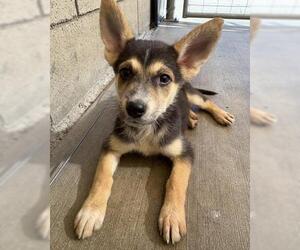 Mutt Dogs for adoption in Riverside, CA, USA