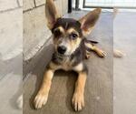 Small Mutt