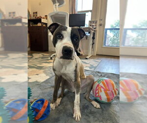 Mutt Dogs for adoption in Denver, CO, USA