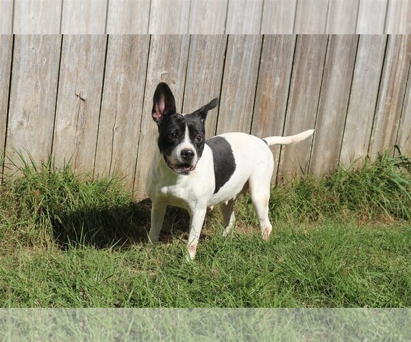 Medium Photo #2 Boston Terrier Puppy For Sale in Jackson, MS, USA