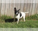 Small Photo #2 Boston Terrier Puppy For Sale in Jackson, MS, USA