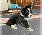 Small Photo #27 Border Collie-Papillon Mix Puppy For Sale in CULPEPER, VA, USA