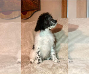 Aussiedoodle Puppy for sale in THURMOND, NC, USA