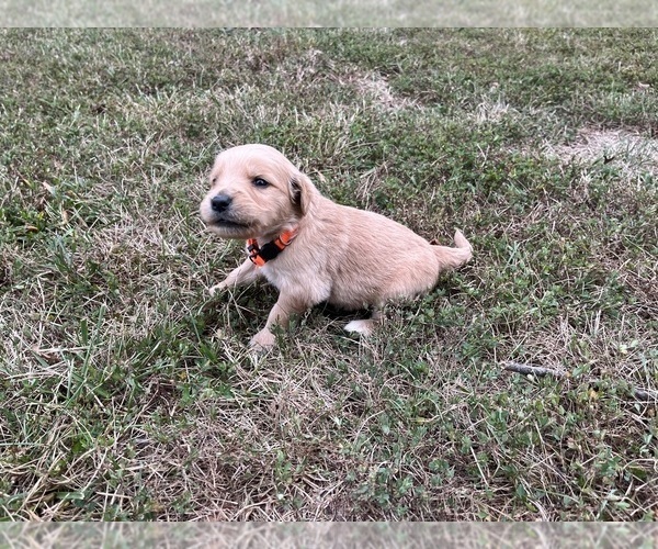 Medium Photo #15 English Cream Golden Retriever Puppy For Sale in CENTERTOWN, MO, USA