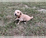 Small Photo #15 English Cream Golden Retriever Puppy For Sale in CENTERTOWN, MO, USA