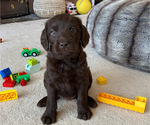 Small Photo #1 Labradoodle Puppy For Sale in ALBUQUERQUE, NM, USA