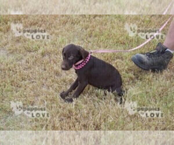 Medium Photo #8 Labrador Retriever Puppy For Sale in SANGER, TX, USA