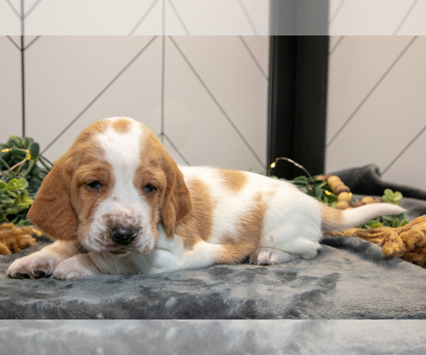 Medium Photo #1 Basset Hound Puppy For Sale in FRESNO, OH, USA