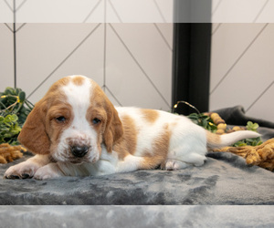 Medium Basset Hound