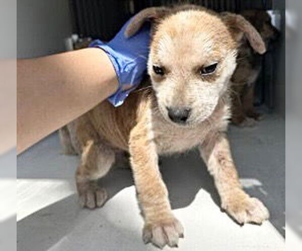 Medium Photo #1 Labrador Retriever Puppy For Sale in Houston, TX, USA