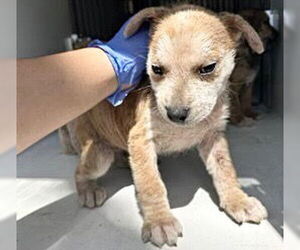 Labrador Retriever Dogs for adoption in Houston, TX, USA