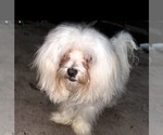 Small Maltese