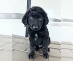 Puppy Brewer Aussiedoodle-Goldendoodle Mix