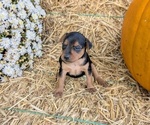 Puppy Penelope Miniature Pinscher