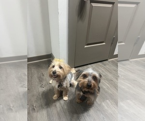 Father of the Yorkshire Terrier puppies born on 09/04/2025