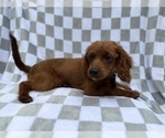 Small #2 Cavapoo (Miniature)