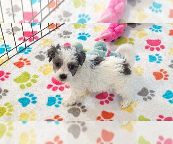 Medium Photo #11 Havapoo Puppy For Sale in ORO VALLEY, AZ, USA