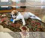 Small #3 Beagle Mix