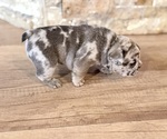 Small #15 French Bulldog