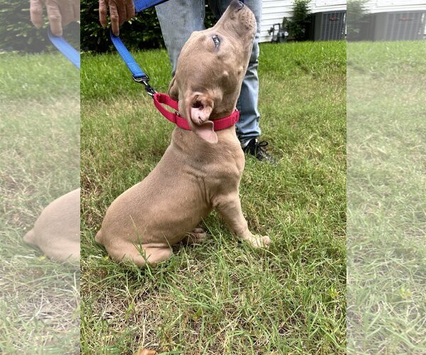 Medium Photo #4 American Pit Bull Terrier-Bulldog Mix Puppy For Sale in Dallas, TX, USA