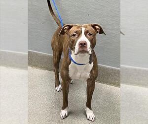 Mutt Dogs for adoption in Las Vegas, NV, USA