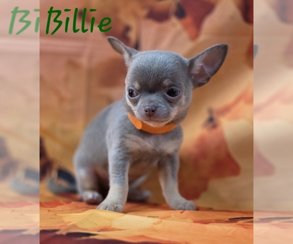Medium Photo #2 Chihuahua Puppy For Sale in HOMERVILLE, GA, USA