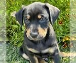 Small #7 Labrador Retriever Mix