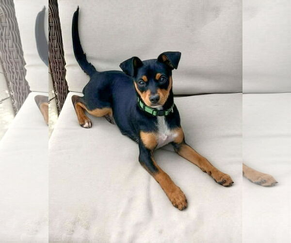 Medium Photo #2 Mutt Puppy For Sale in Corona, CA, USA