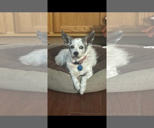 Chihuahua-Unknown Mix Dogs for adoption in Dallas, TX, USA