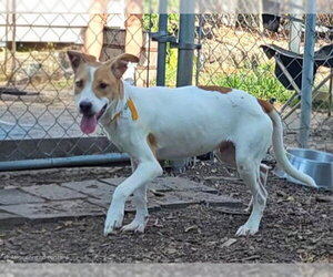 Jagger - Male Mutt Dog for Adoption - Photo #3