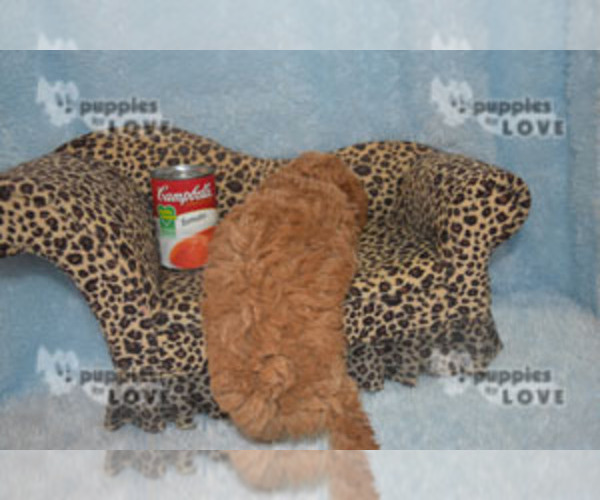 Medium Photo #6 Poodle (Toy) Puppy For Sale in SANGER, TX, USA