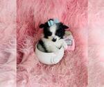 Small Pomeranian